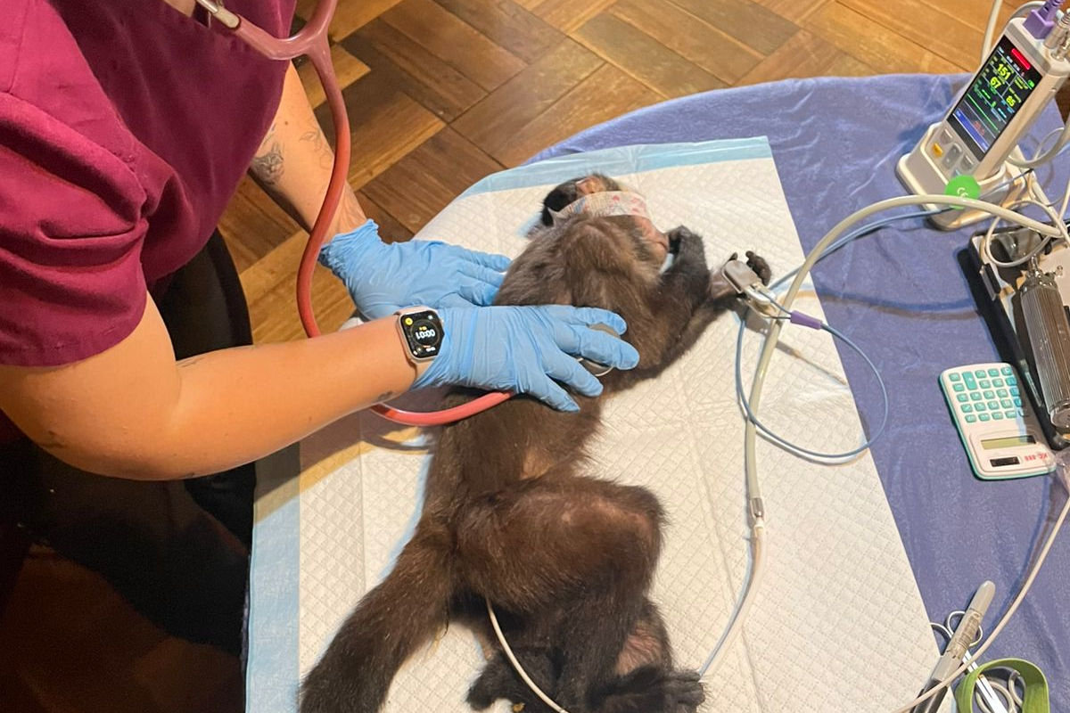 Rehabilitación de primates