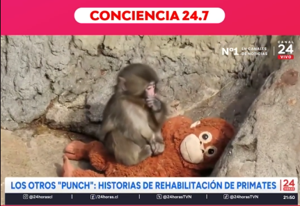 Punch, el monito japonés