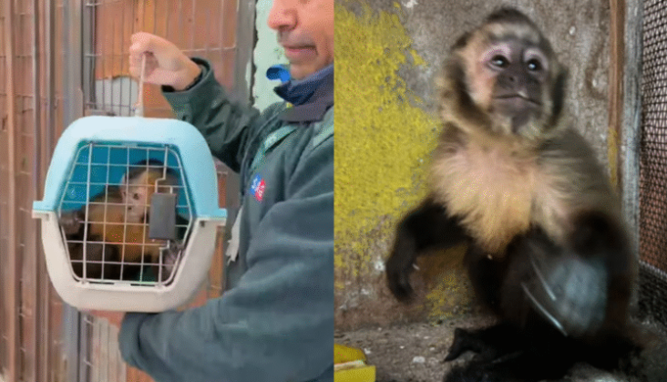 Centro de Primates de Peñaflor denuncia desconocer paradero de monos tras decomisos